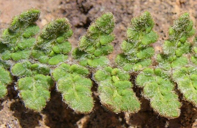 Cheilanthes vellea