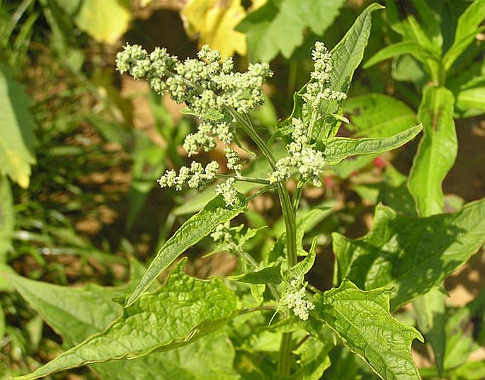 CHENOPODIUM HYBRIDUM L. – merlík zvrhlý / mrlík hybridný