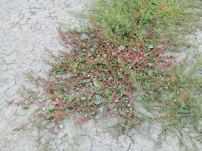 Chenopodium chenopodioides