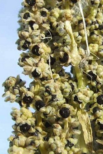 Chenopodium urbicum