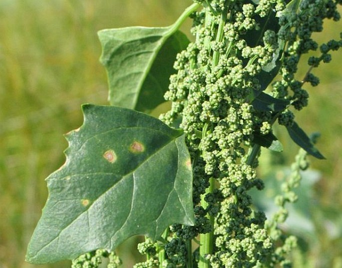 CHENOPODIUM URBICUM L. – merlík městský / mrlík mestský