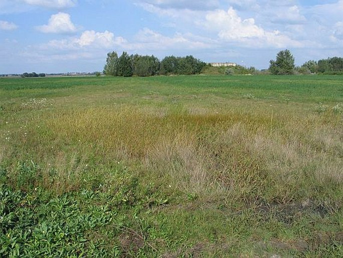 Chenopodium urbicum