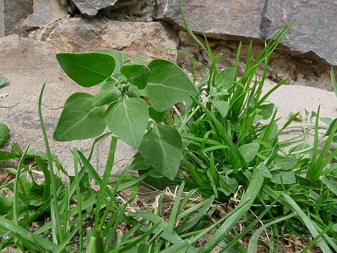 CHENOPODIUM VULVARIA L. – merlík smrdutý / mrlík smradľavý