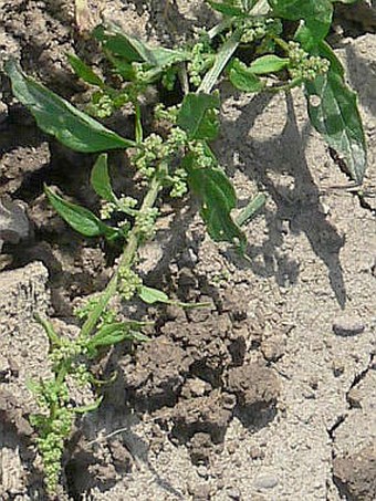 Chenopodium polyspermum