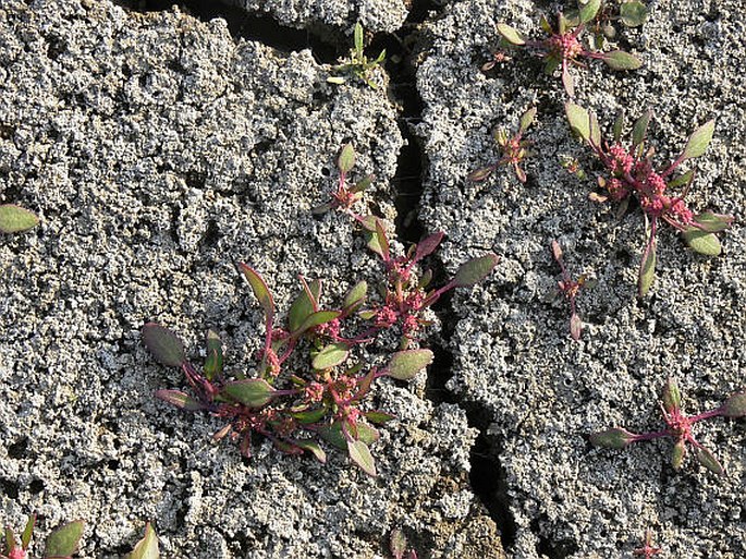 Chenopodium rubrum