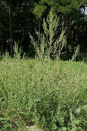 Chenopodium suecicum
