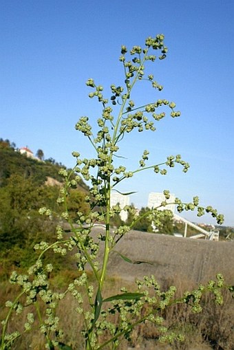 Chenopodium suecicum