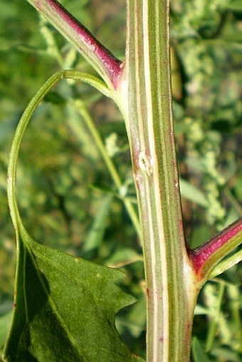 Chenopodium suecicum