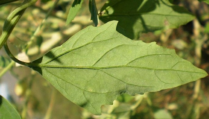 Chenopodium suecicum