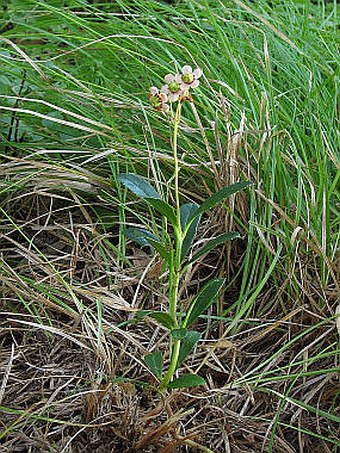 Chimaphila umbellata