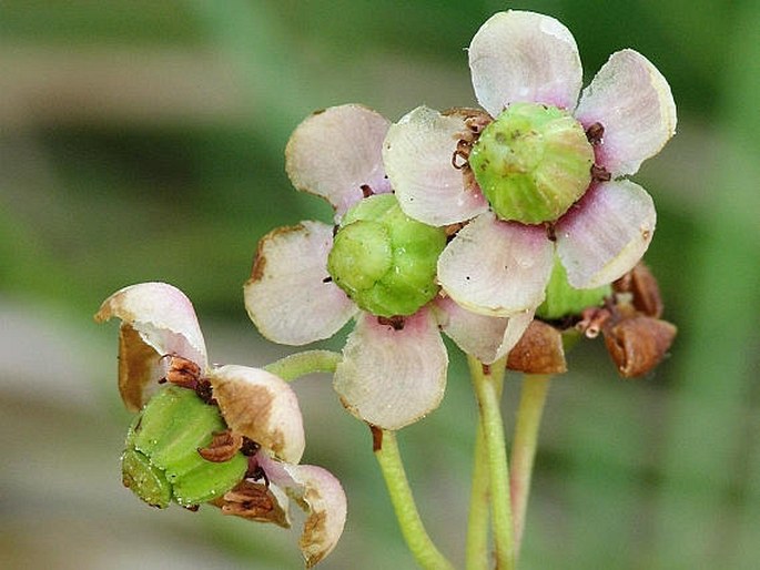 CHIMAPHILA UMBELLATA (L.) W. Barton – zimozelen okoličnatý / zimoľub okolíkatý