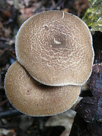 Polyporus arcularius