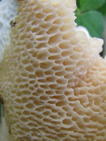 Polyporus squamosus