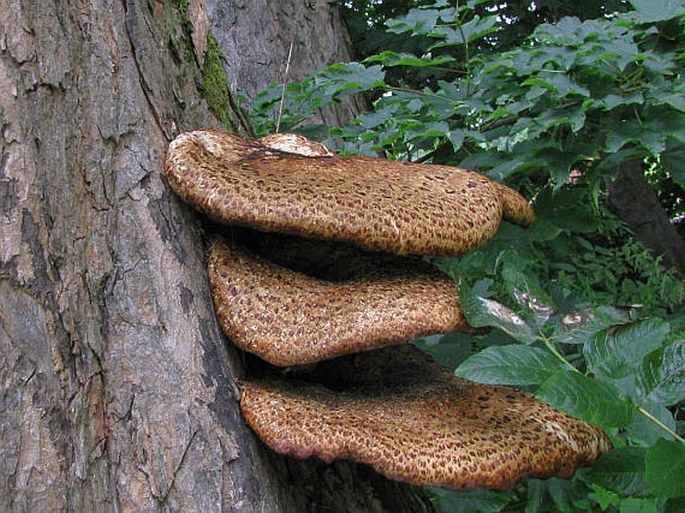 Polyporus squamosus