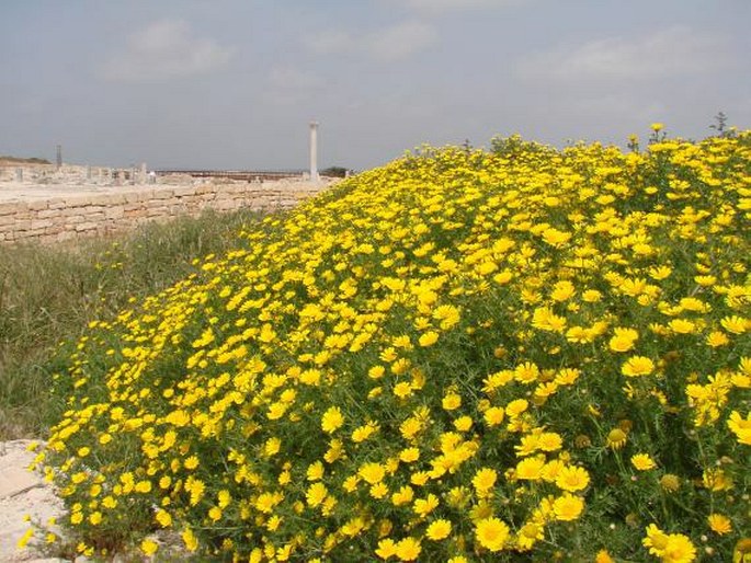 Glebionis coronaria