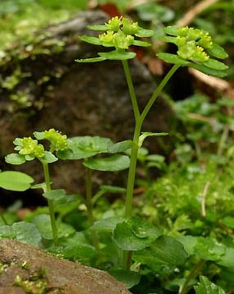 Chrysosplenium oppositifolium