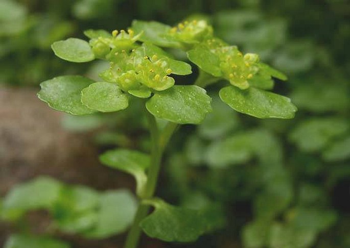 Chrysosplenium oppositifolium