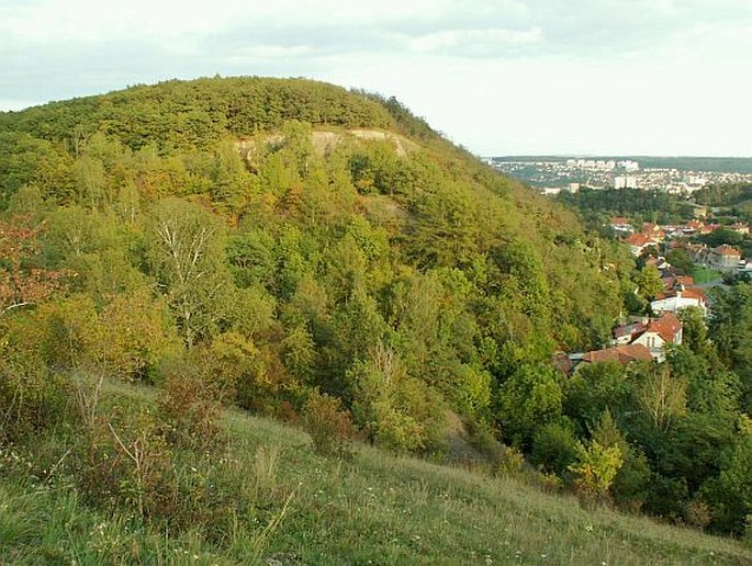 Praha, Chuchelské háje – evropsky významná lokalita (v navrhované kategorii přírodní památka, přírodní rezervace)