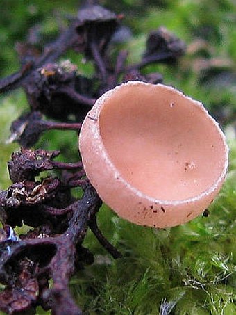 Ciboria amentacea