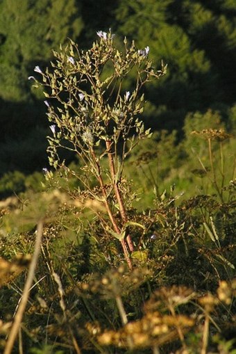 Cicerbita plumieri