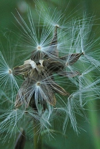 Cicerbita plumieri