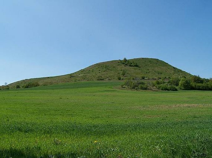 Lounské středohoří, Číčov - přírodní rezervace