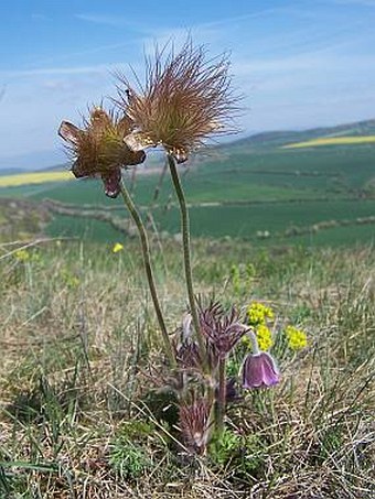 Pulsatilla