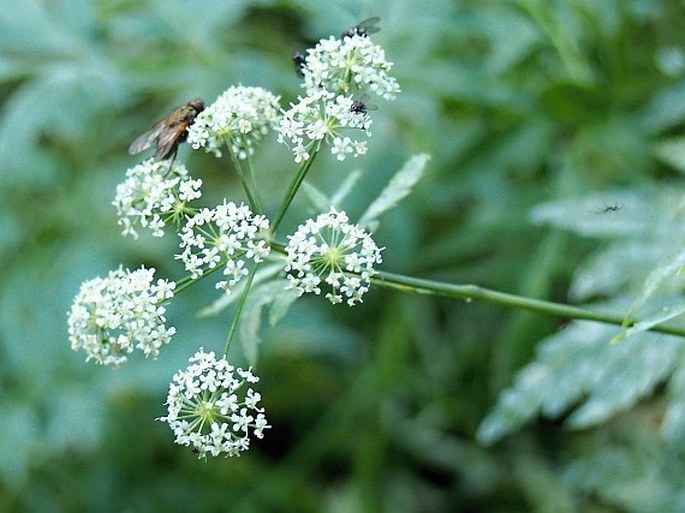 Cicuta virosa