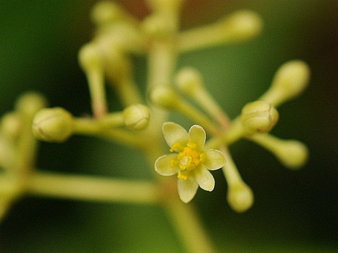 CINNAMOMUM VERUM J. Presl - skořicovník pravý / škoricovník