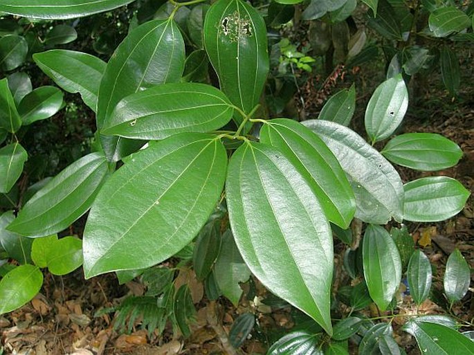 Cinnamomum verum