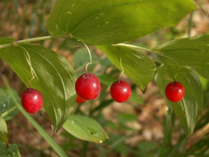 STREPTOPUS AMPLEXIFOLIUS (L.) DC. – čípek objímavý / objímavka obyčajná