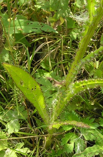 Cirsium brachycephalum