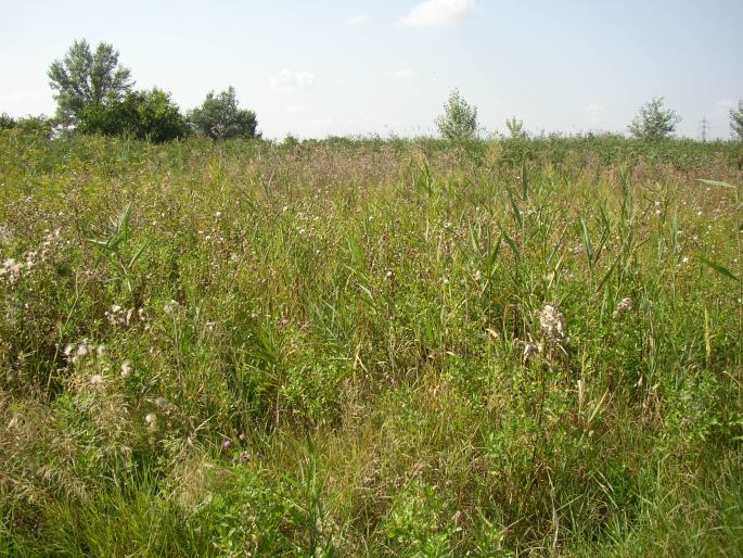 Cirsium brachycephalum