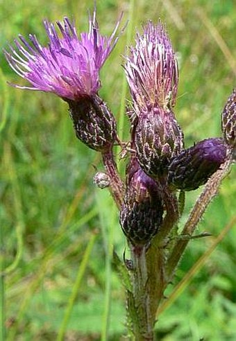 Cirsium palustre