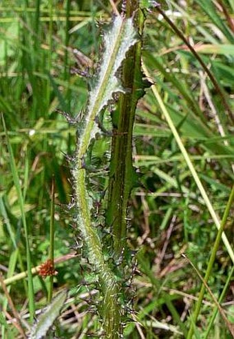 Cirsium palustre