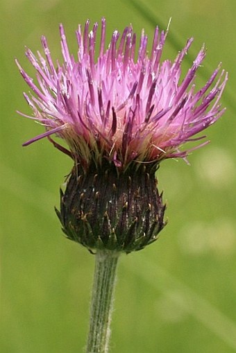 Cirsium pannonicum