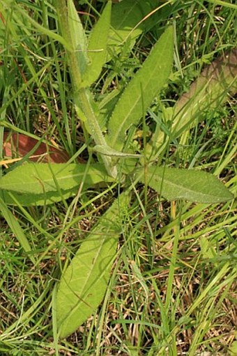 Cirsium pannonicum