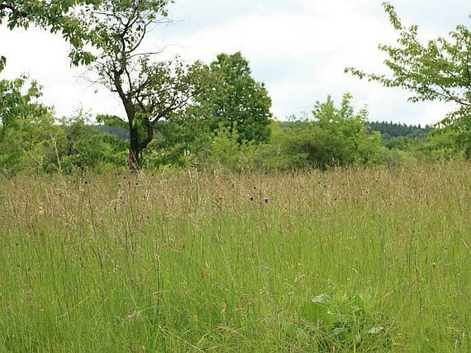 Cirsium pannonicum