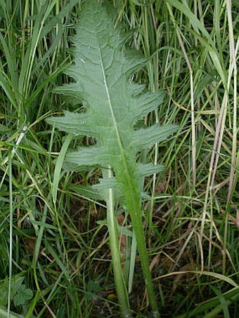 Cirsium rivulare