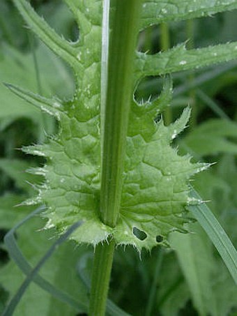 Cirsium rivulare