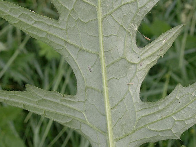 Cirsium rivulare