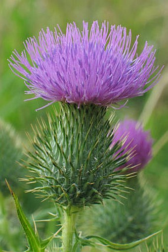 Cirsium vulgare