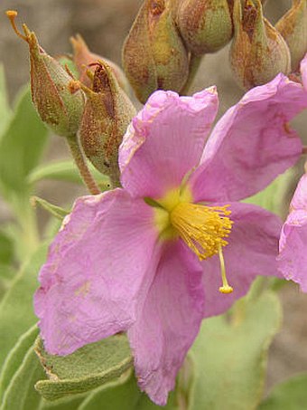 Cistus symphytifolius