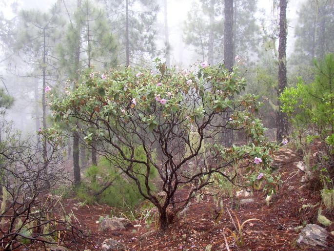 Cistus symphytifolius