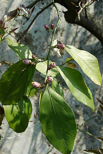 Citrus limon