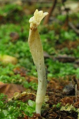 Clavulina rugosa