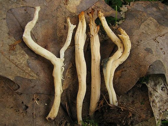 Clavulina rugosa