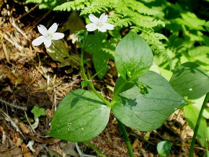 Claytonia sibirica