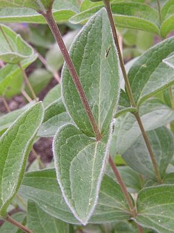 Clematis integrifolia