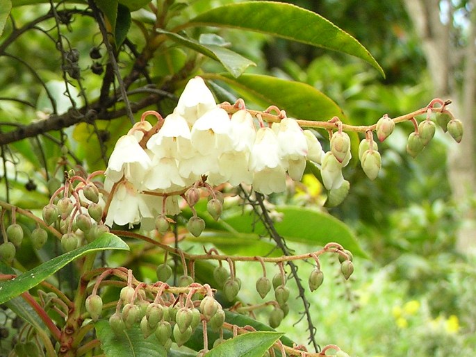 Clethra arborea